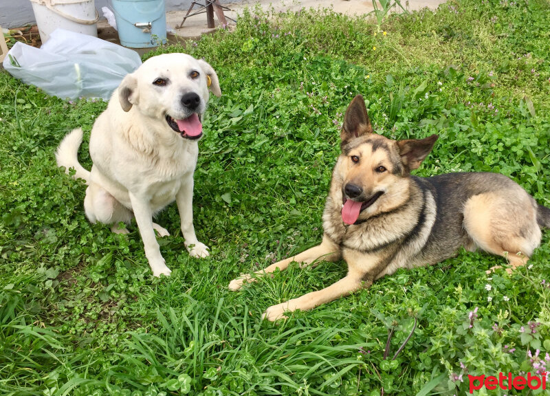 Sokö (Sokak Köpeği), Köpek  Pako fotoğrafı