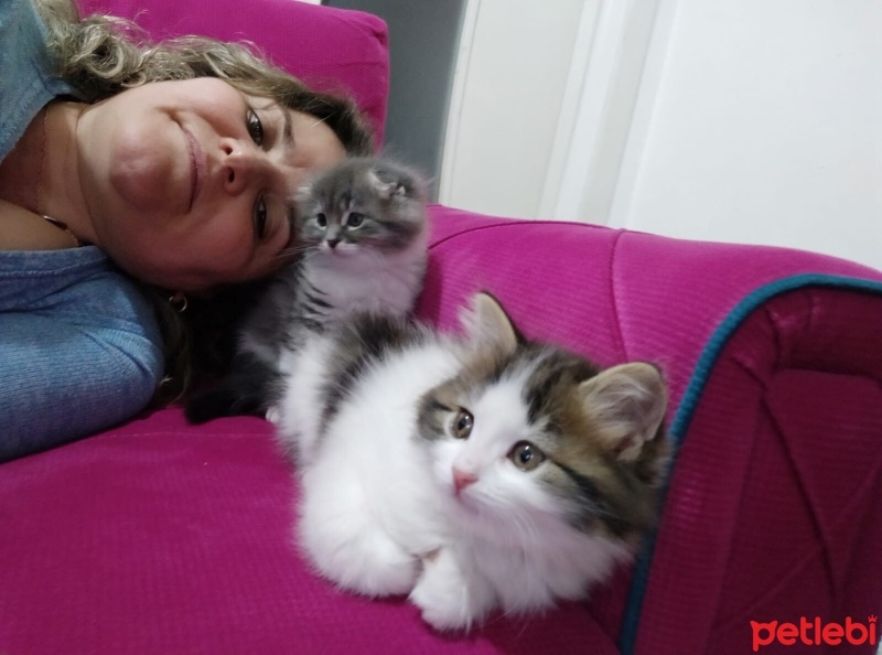 Tekir Kedi, Kedi  pamuk fotoğrafı