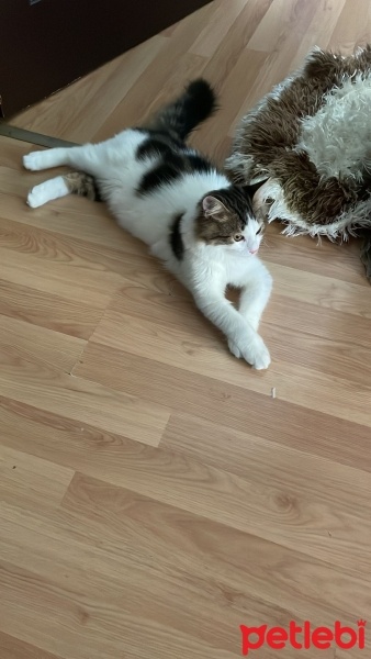 Tekir Kedi, Kedi  pamuk fotoğrafı
