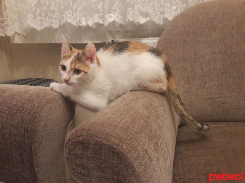 Tekir Kedi, Kedi  Fuska fotoğrafı