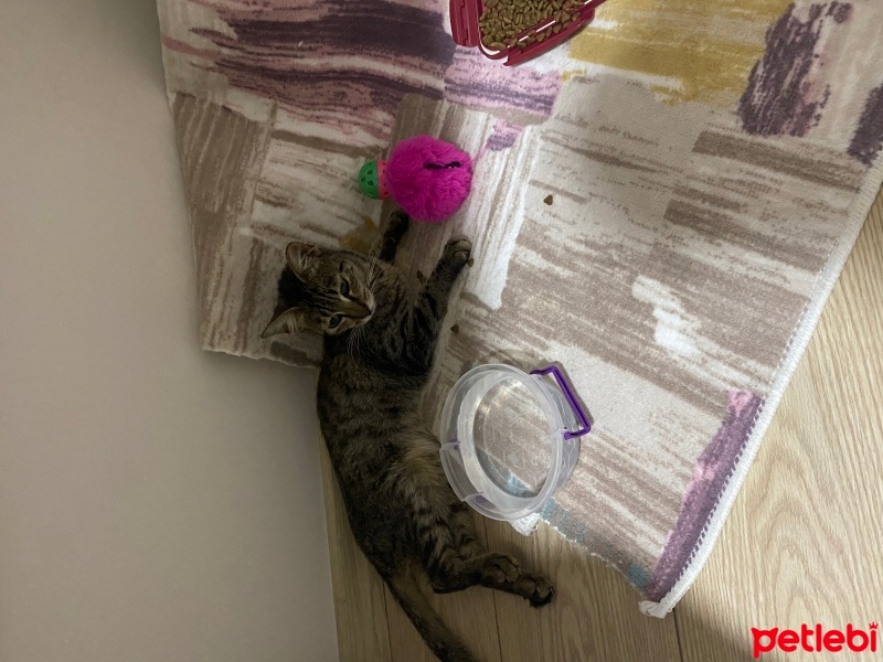 Tekir Kedi, Kedi  Hera fotoğrafı