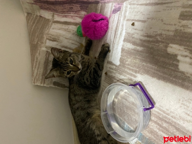 Tekir Kedi, Kedi  Hera fotoğrafı