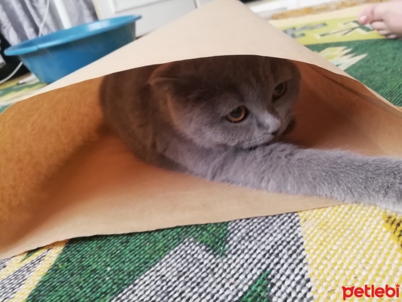 Scottish Fold, Kedi  Luna fotoğrafı