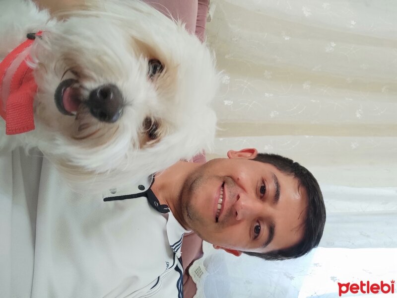 Maltese, Köpek  Miço fotoğrafı