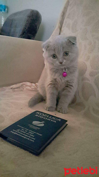 Scottish Fold, Kedi  Miaa fotoğrafı
