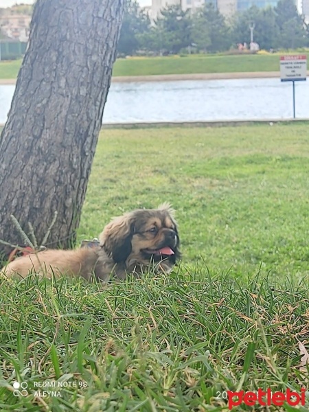 Pekingese, Köpek  Puppy fotoğrafı