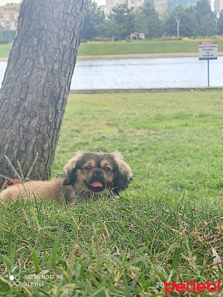 Pekingese, Köpek  Puppy fotoğrafı