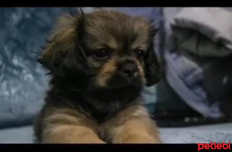 Pekingese, Köpek  Puppy fotoğrafı