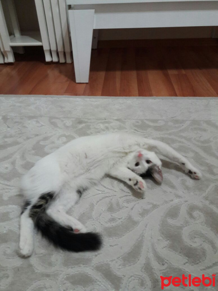 Van Kedisi, Kedi  Ponçik fotoğrafı