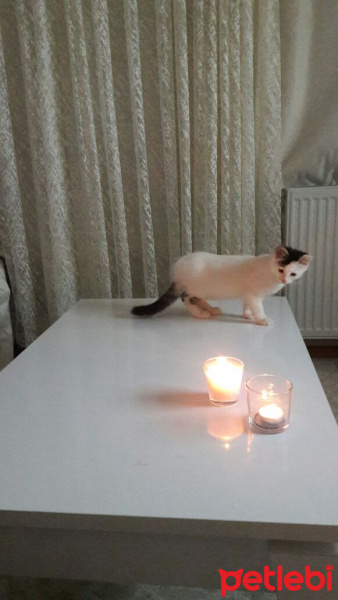 Van Kedisi, Kedi  Ponçik fotoğrafı