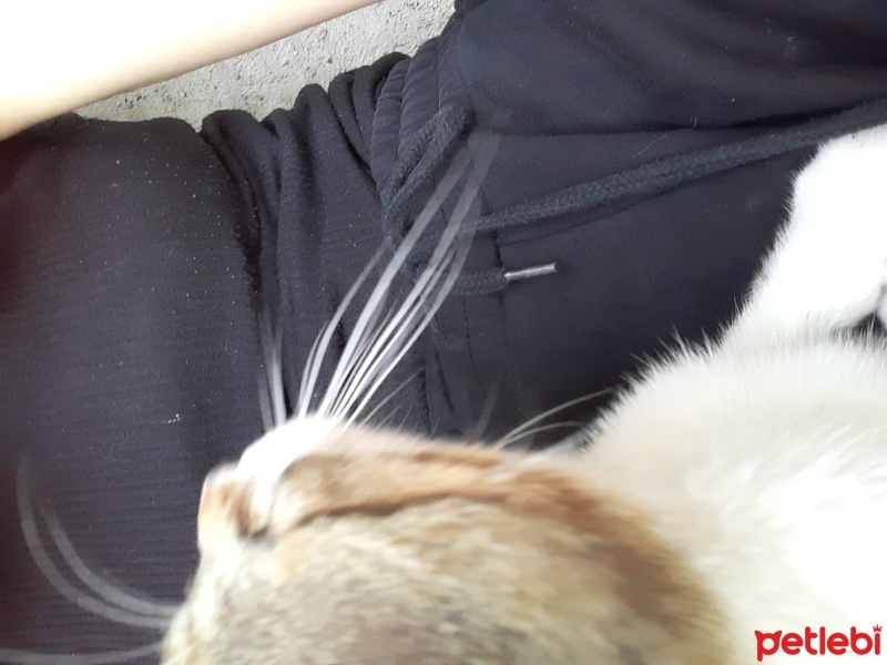 Tekir Kedi, Kedi  Lisa fotoğrafı