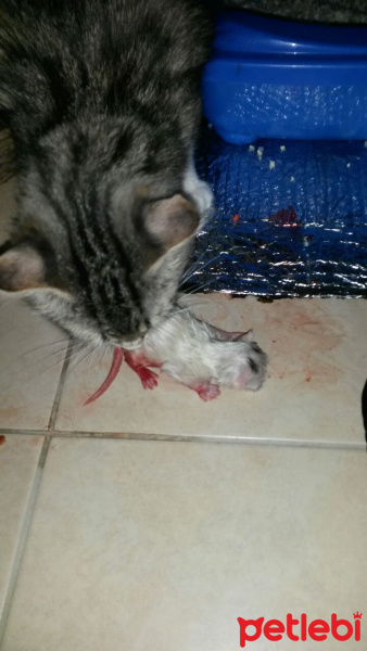 Honey Bear, Kedi  MİNNAK fotoğrafı