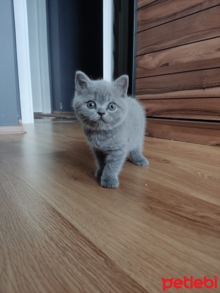 British Shorthair, Kedi  Çiko fotoğrafı
