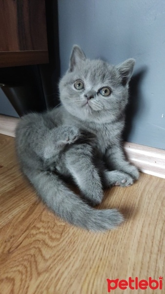 British Shorthair, Kedi  Çiko fotoğrafı