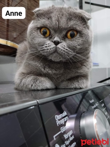 British Shorthair, Kedi  Çiko fotoğrafı