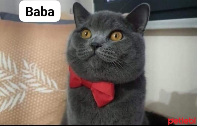 British Shorthair, Kedi  Çiko fotoğrafı