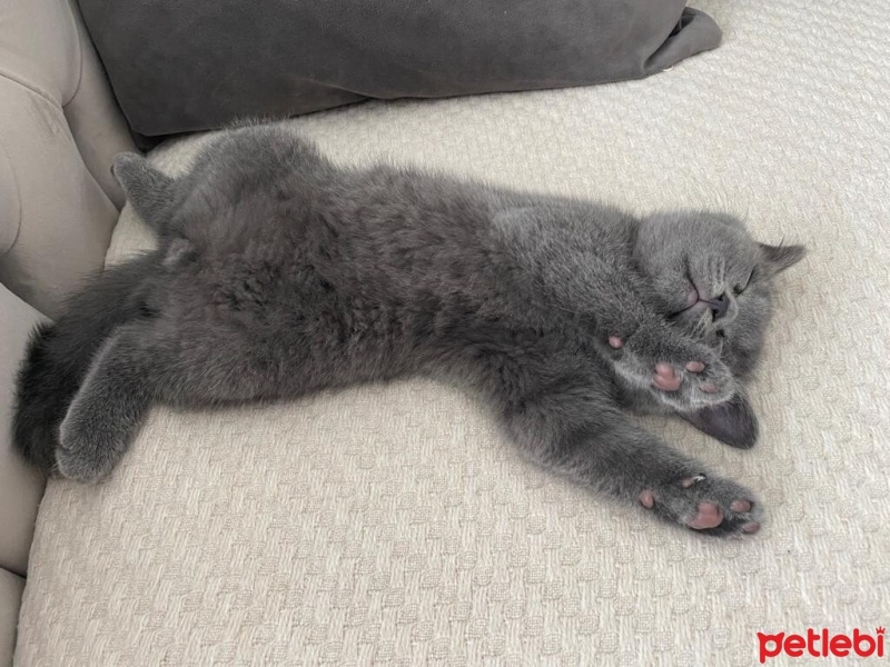 British Shorthair, Kedi  Çiko fotoğrafı
