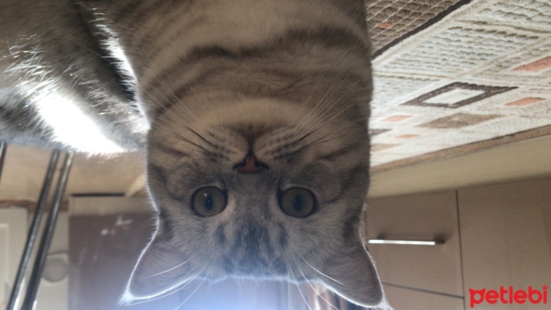 British Shorthair, Kedi  Duman fotoğrafı