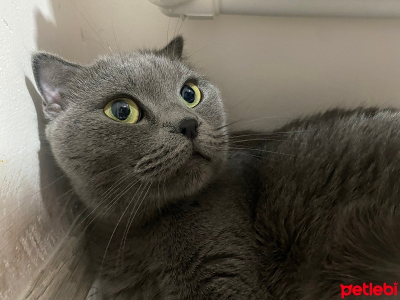 Scottish Fold, Kedi  Turşu fotoğrafı