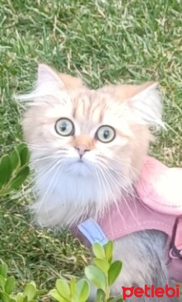 Chinchilla, Kedi  Mia fotoğrafı