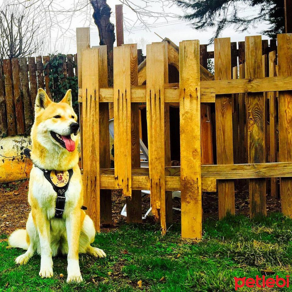 Akita İnu, Köpek  Kita fotoğrafı
