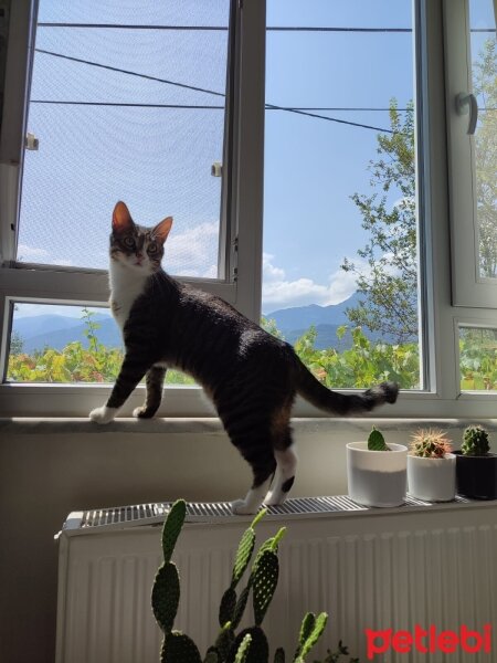 Tekir Kedi, Kedi  Mia fotoğrafı