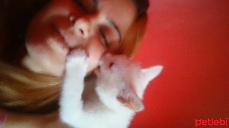 Ankara Kedisi, Kedi  Pamuk fotoğrafı