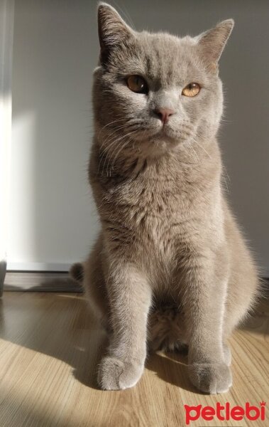 British Shorthair, Kedi  Balım fotoğrafı