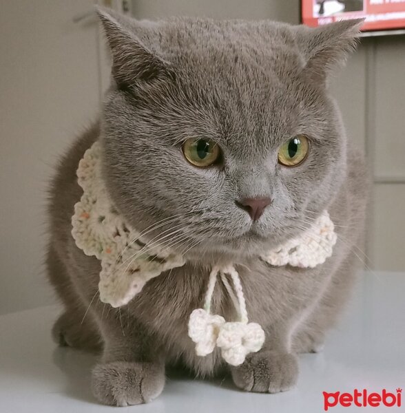 British Shorthair, Kedi  Balım fotoğrafı