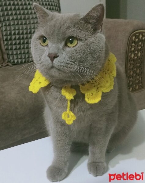 British Shorthair, Kedi  Balım fotoğrafı