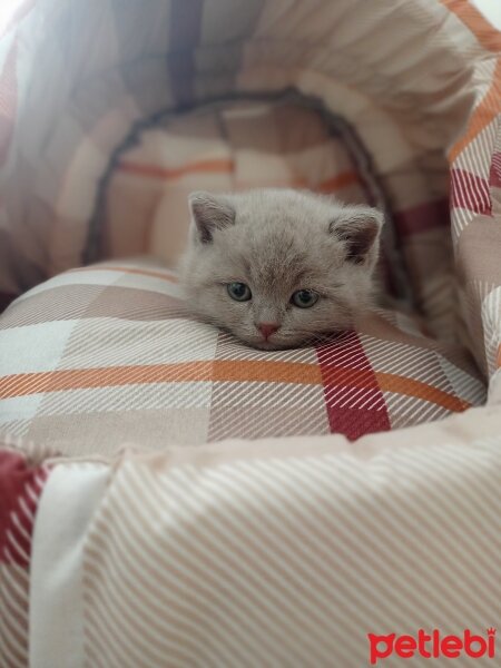 British Shorthair, Kedi  Balım fotoğrafı