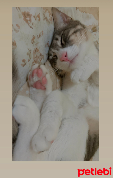 Tekir Kedi, Kedi  Pamuk Bulut fotoğrafı