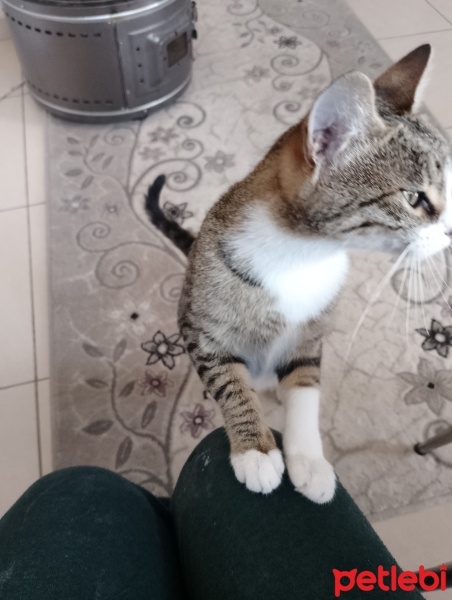 Tekir Kedi, Kedi  Pamuk fotoğrafı