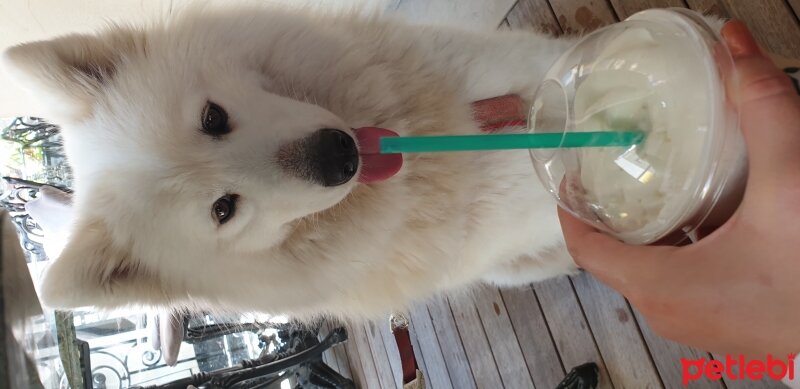 Samoyed, Köpek  Snow fotoğrafı