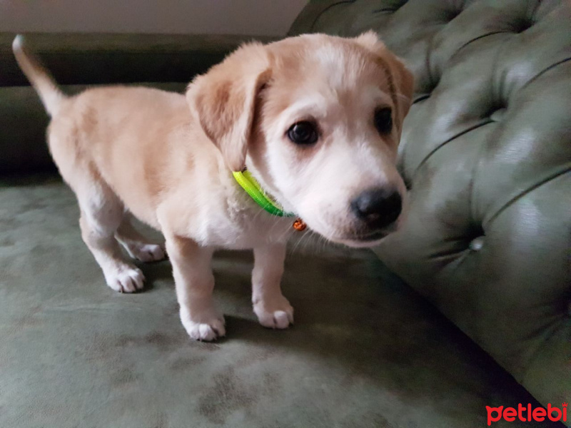 Labrador Retriever, Köpek  Tesla fotoğrafı