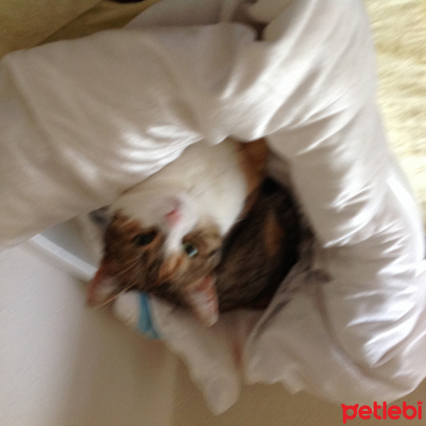Tekir Kedi, Kedi  Müezza fotoğrafı