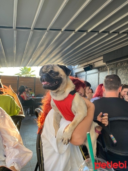 Pug, Köpek  Rıfkı fotoğrafı