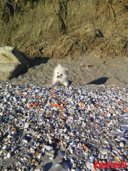 Pomeranyalı, Köpek  İce fotoğrafı