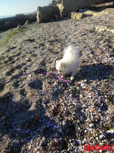 Pomeranyalı, Köpek  İce fotoğrafı