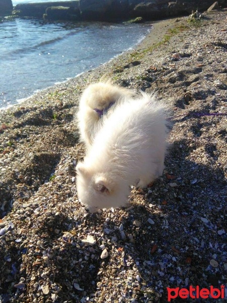 Pomeranyalı, Köpek  İce fotoğrafı