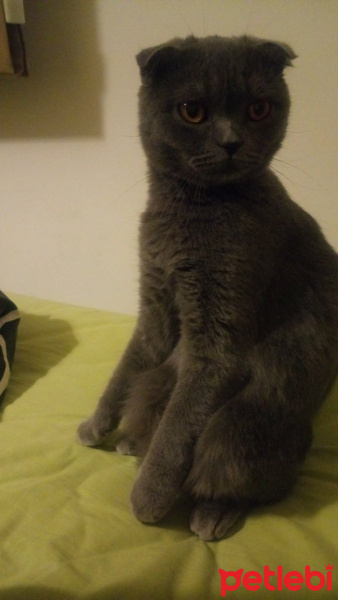 Scottish Fold, Kedi  Polly  fotoğrafı