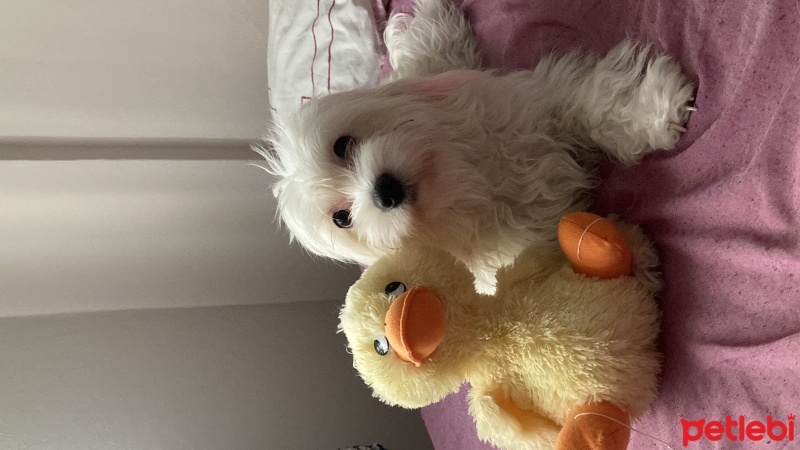 Maltese, Köpek  tokyo fotoğrafı