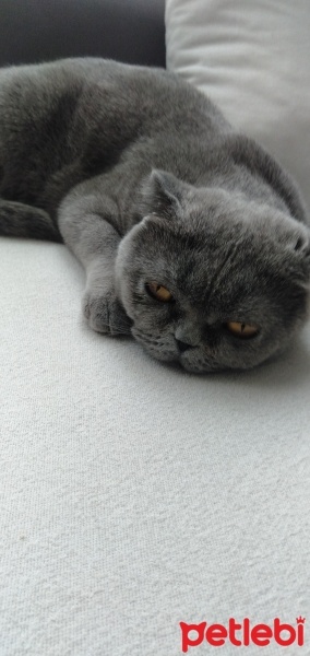 Scottish Fold, Kedi  Mia fotoğrafı