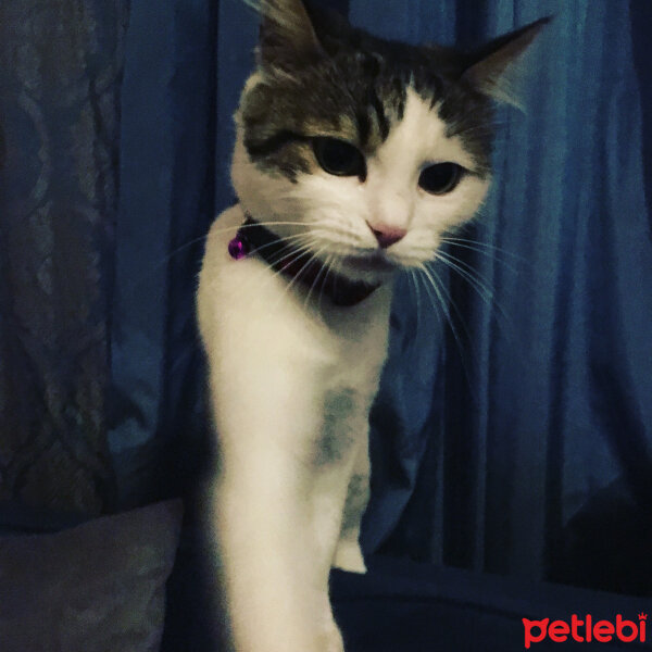 Tekir Kedi, Kedi  Şila fotoğrafı