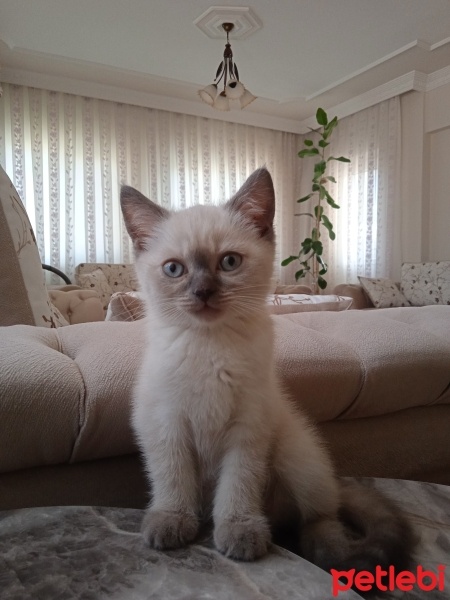 Colorpoint Shorthair, Kedi  Duman fotoğrafı