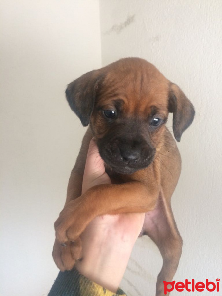 Boxer, Köpek  Yok fotoğrafı
