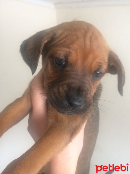 Boxer, Köpek  Yok fotoğrafı