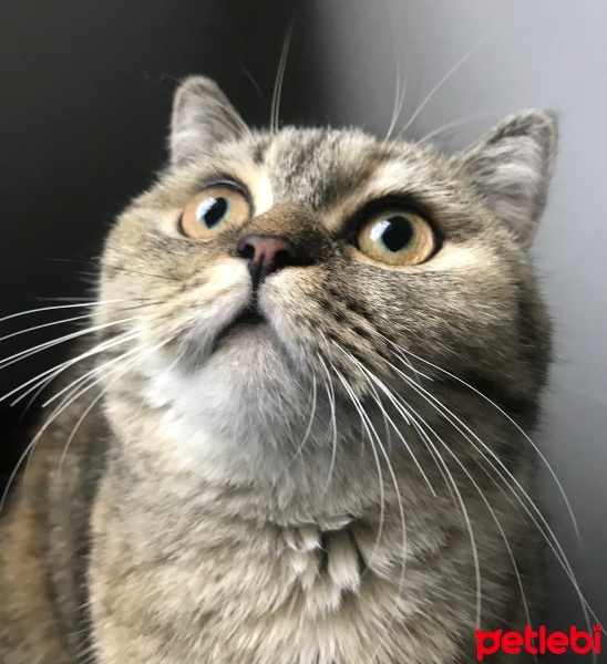 Scottish Fold, Kedi  Boncuk fotoğrafı