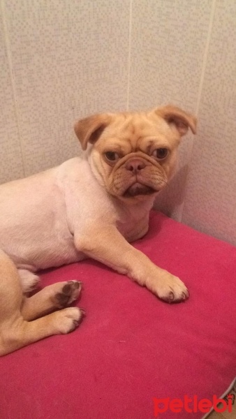 Pug, Köpek  Chucky fotoğrafı