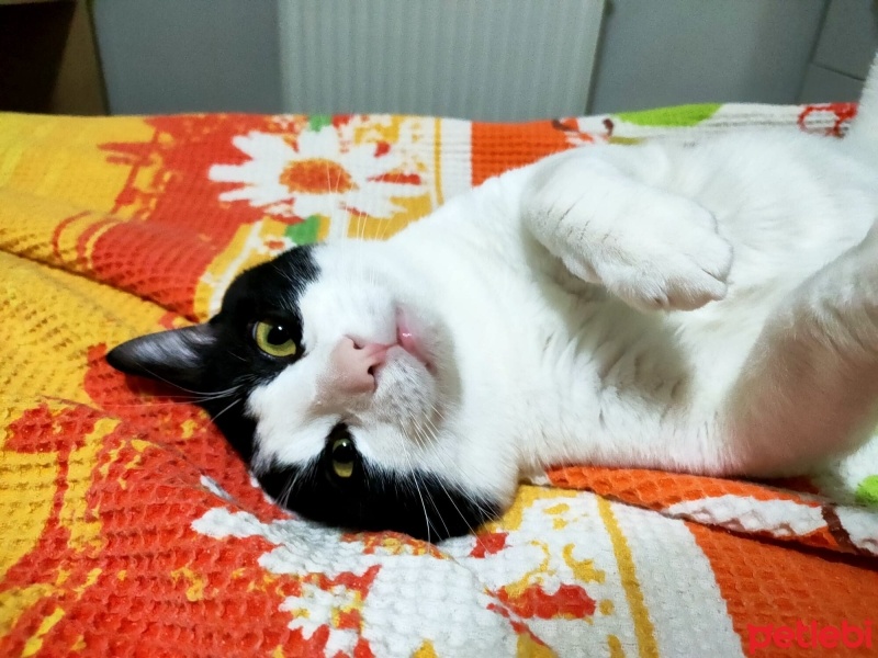 Tekir Kedi, Kedi  ilhan fotoğrafı